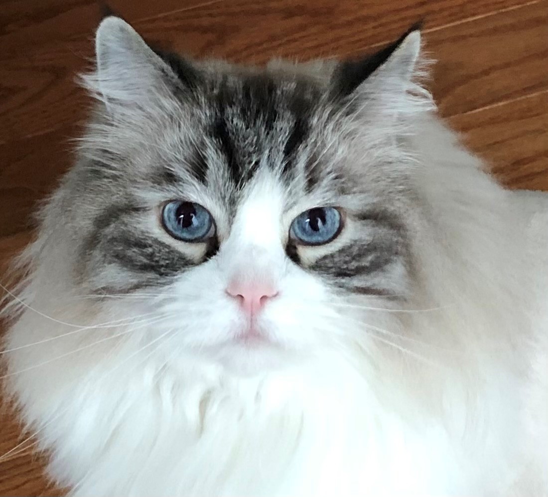 a white and gray cat