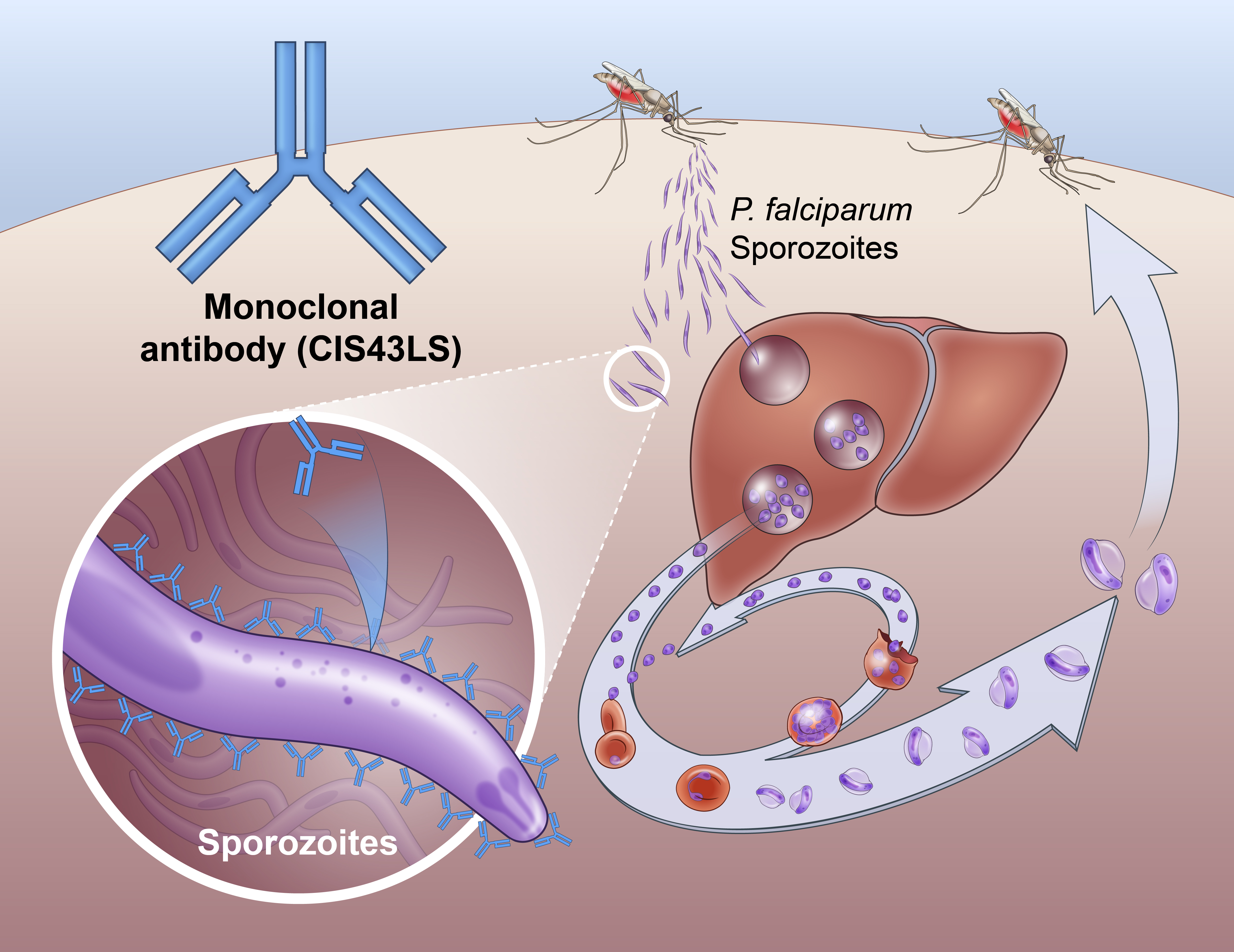 Illustration shows antibody drug prevents malaria infection by interrupting lifecycle of P. falciparum