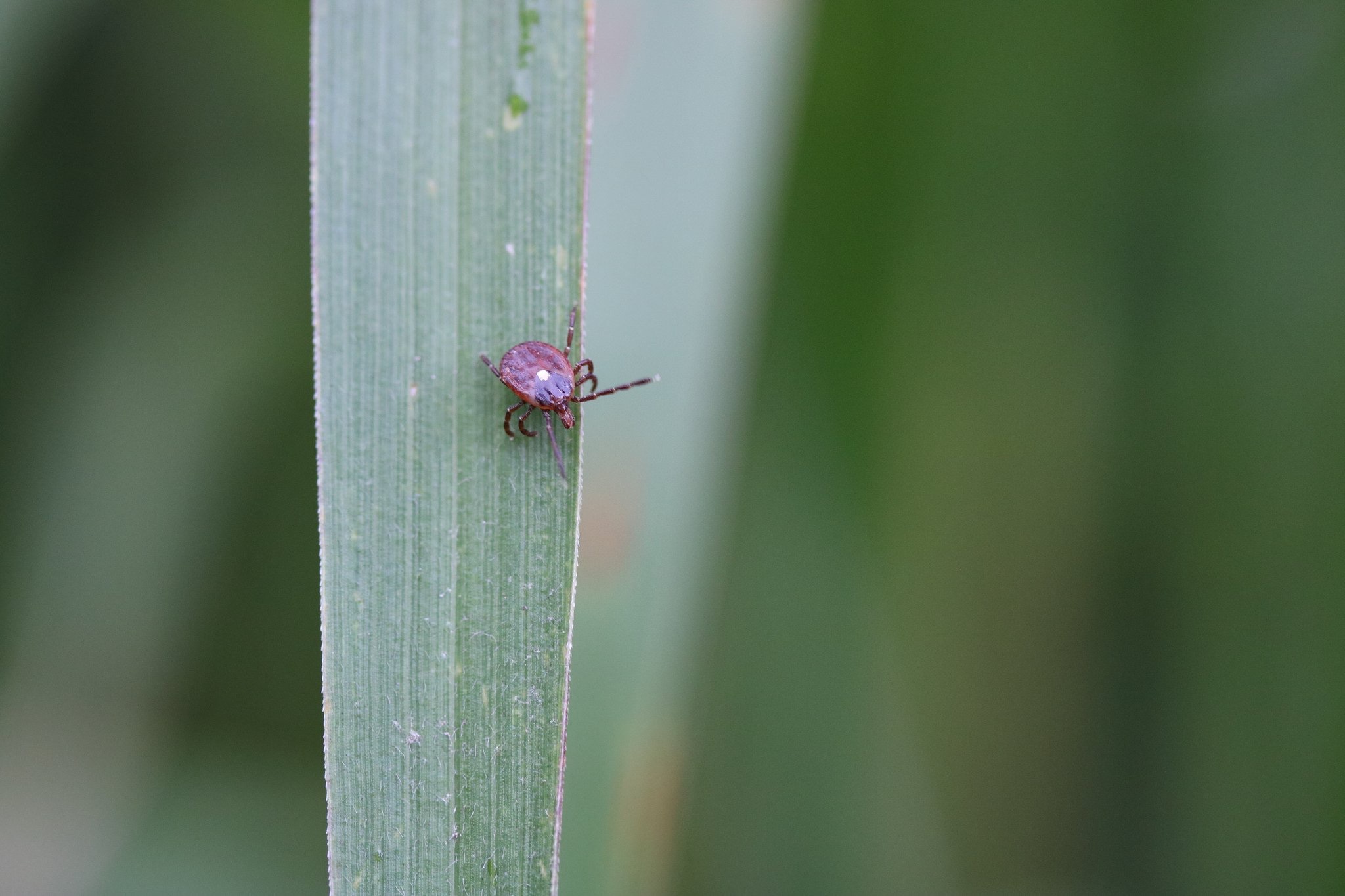 Lone star tick on a leaf