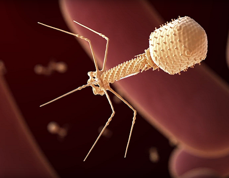 A computer-generated image of a bacteriophage, featuring a bulbous “head” on top of a long stalk with spindly “legs”