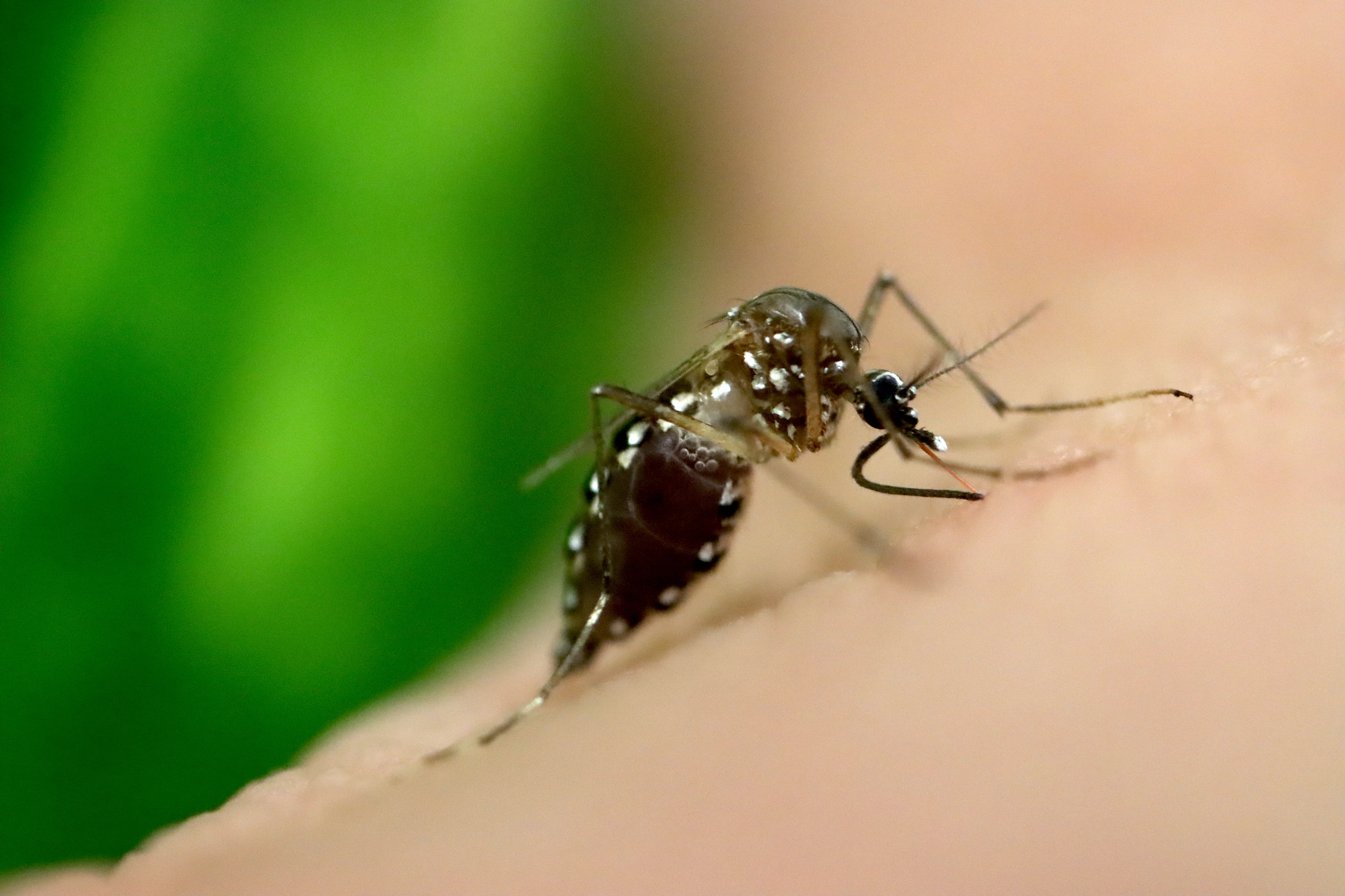 Close-up image of black mosquito with white dots on peach-colored skin with a green background.