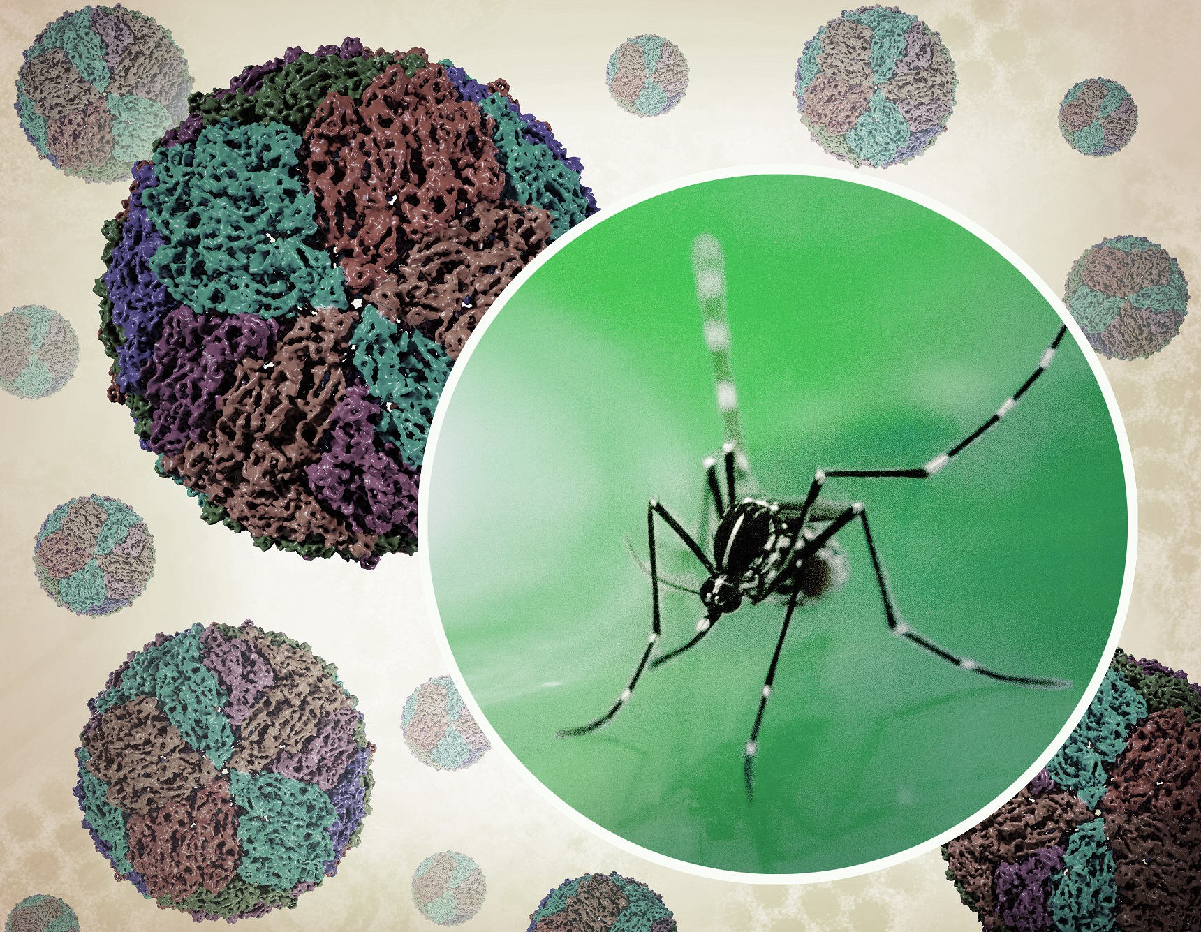 A creative image containing a photograph of an Aedes mosquito, which can transmit the dengue virus. Renderings of the dengue virus itself, which appears as spherical particles, float in the background.