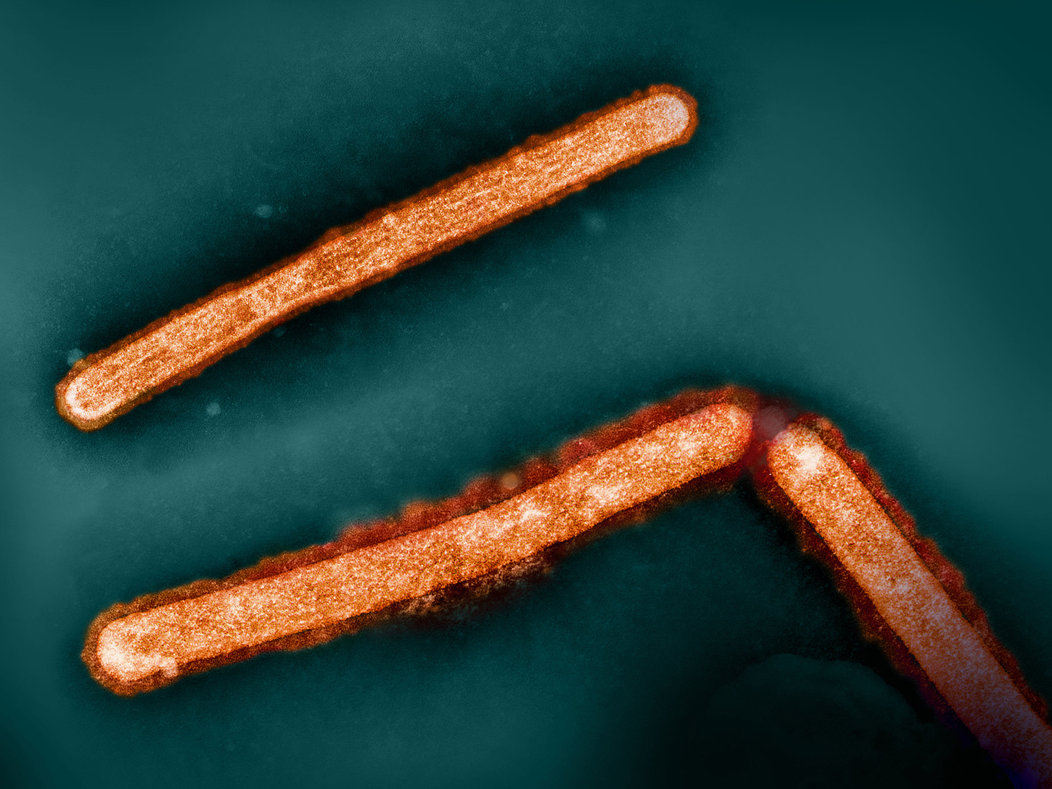 Colorized electron micrograph of three rod-shaped H5N1 virus particles.