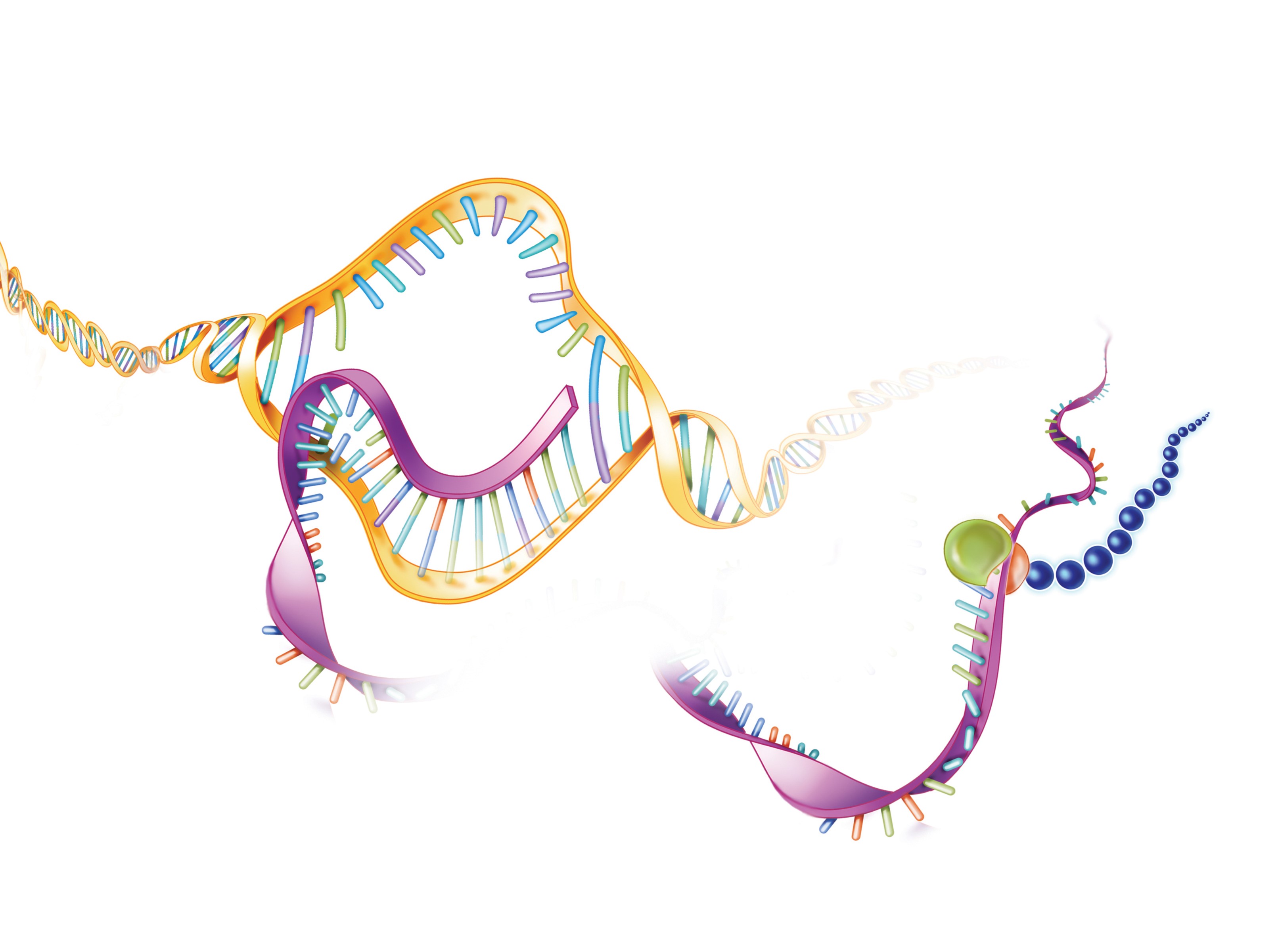 Illustration of DNA transcription into RNA and RNA translation into a protein.