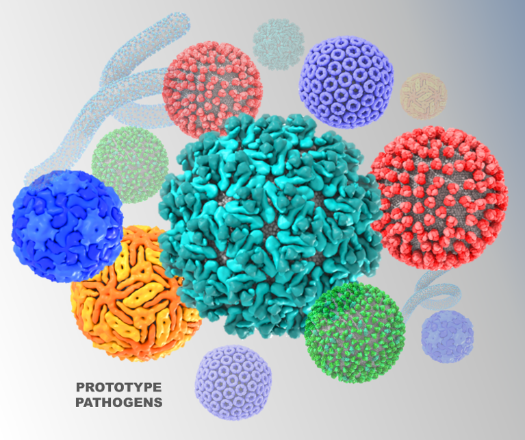 Prototype pathogen