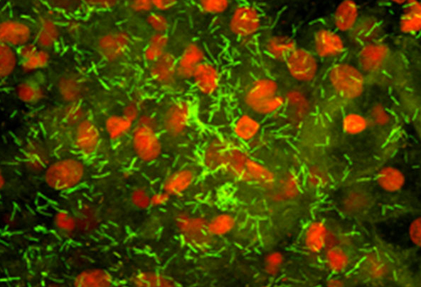 Fluorescent photomicrograph of a human vaginal biopsy from a healthy individual showing Lactobacillus (rods stained green) adhering to epithelial cells (nuclei stained red).