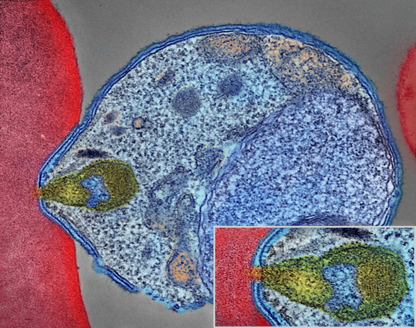 Malaria parasite connecting to human red blood cell