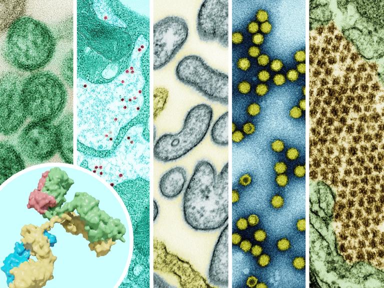 Colorized images of five different pathogens– hantavirus, yellow fever, Nipah virus, picoronavirus, and Chikungunya. A monoclonal antibody is shown in the foreground.