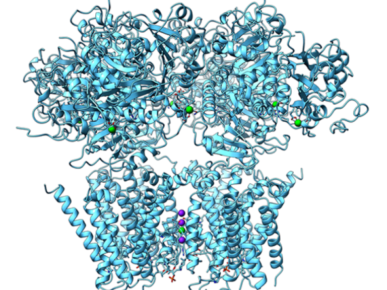 Computer Generated Model of a Protein