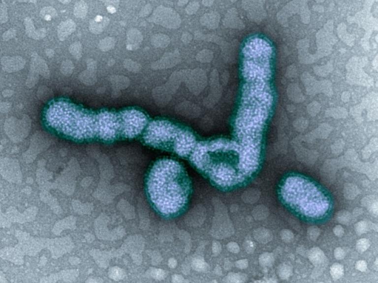 H1N1 Flu Virus Particles