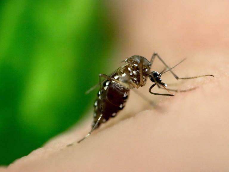 Close-up image of black mosquito with white dots on peach-colored skin with a green background.