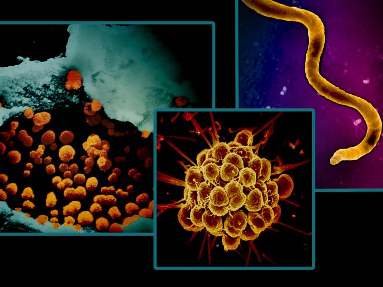 Three microscopy images featuring various shapes, contained in teal boxes.