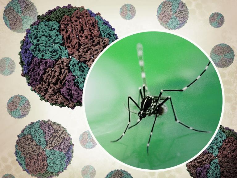 A creative image containing a photograph of an Aedes mosquito, which can transmit the dengue virus. Renderings of the dengue virus itself, which appears as spherical particles, float in the background.