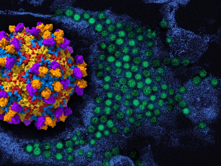 On the left is a 3D rendering of enterovirus D68 (viral proteins red, yellow, blue) with human monoclonal antibody EV68-228 (orange/purple). To the right in the background is a colorized transmission electron micrograph of enterovirus D68 virus particles (green).