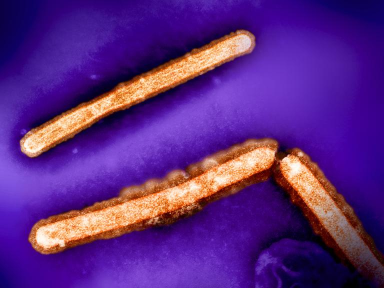 This image shows three influenza A (H5N1/bird flu) virus particles (rod-shaped; orange). 