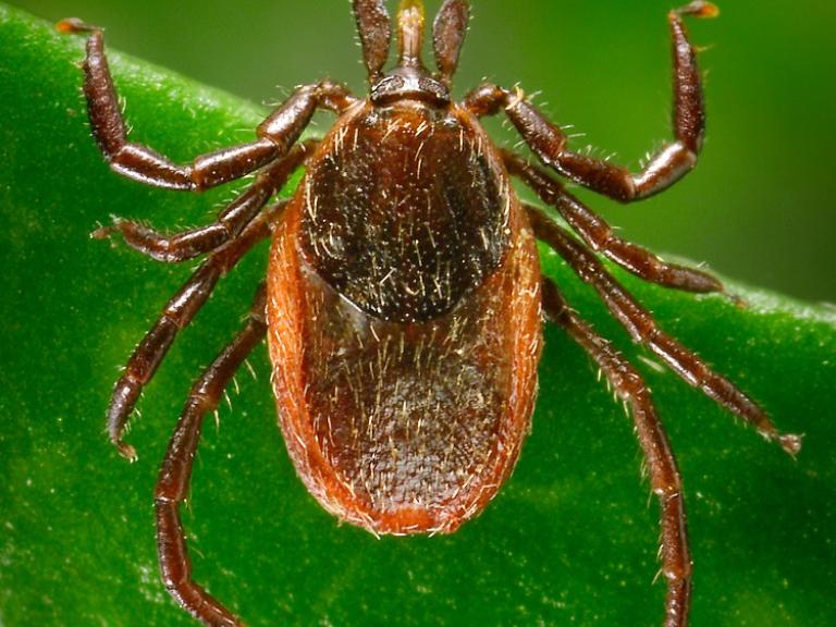 A photo of an adult female western blacklegged tick.