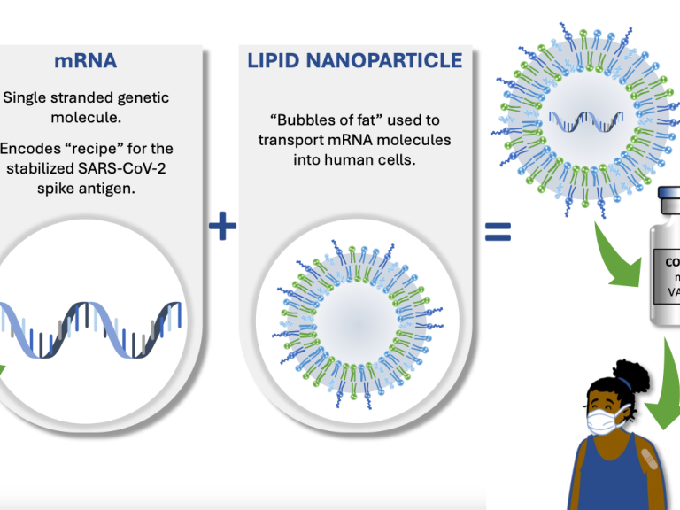 cartoon of single helix mRNA and a circular graphic of Bubbles of fat”, a vile of covid-19 vaccine, a person wearing a mask