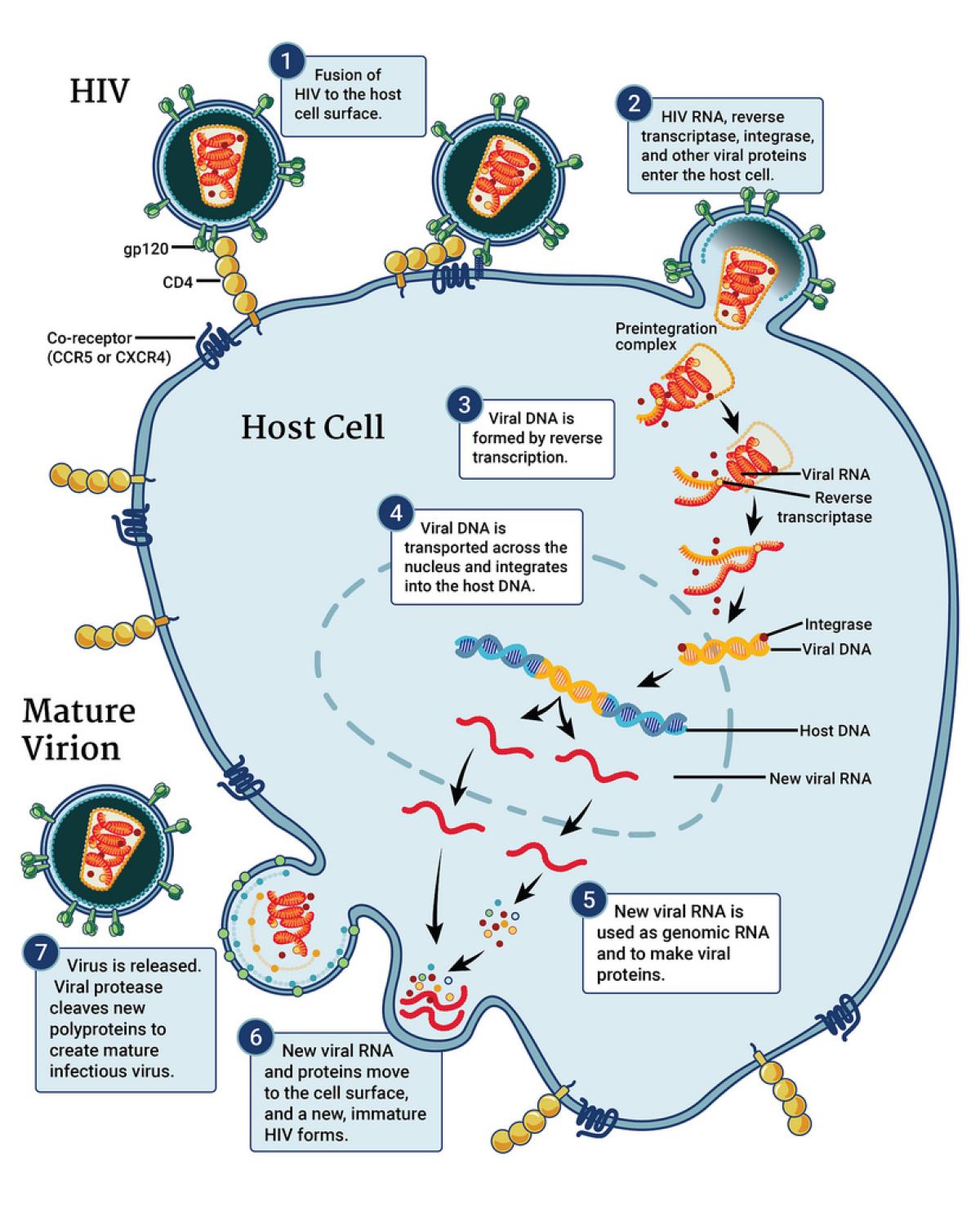 HIV Replication Cycle Infographic