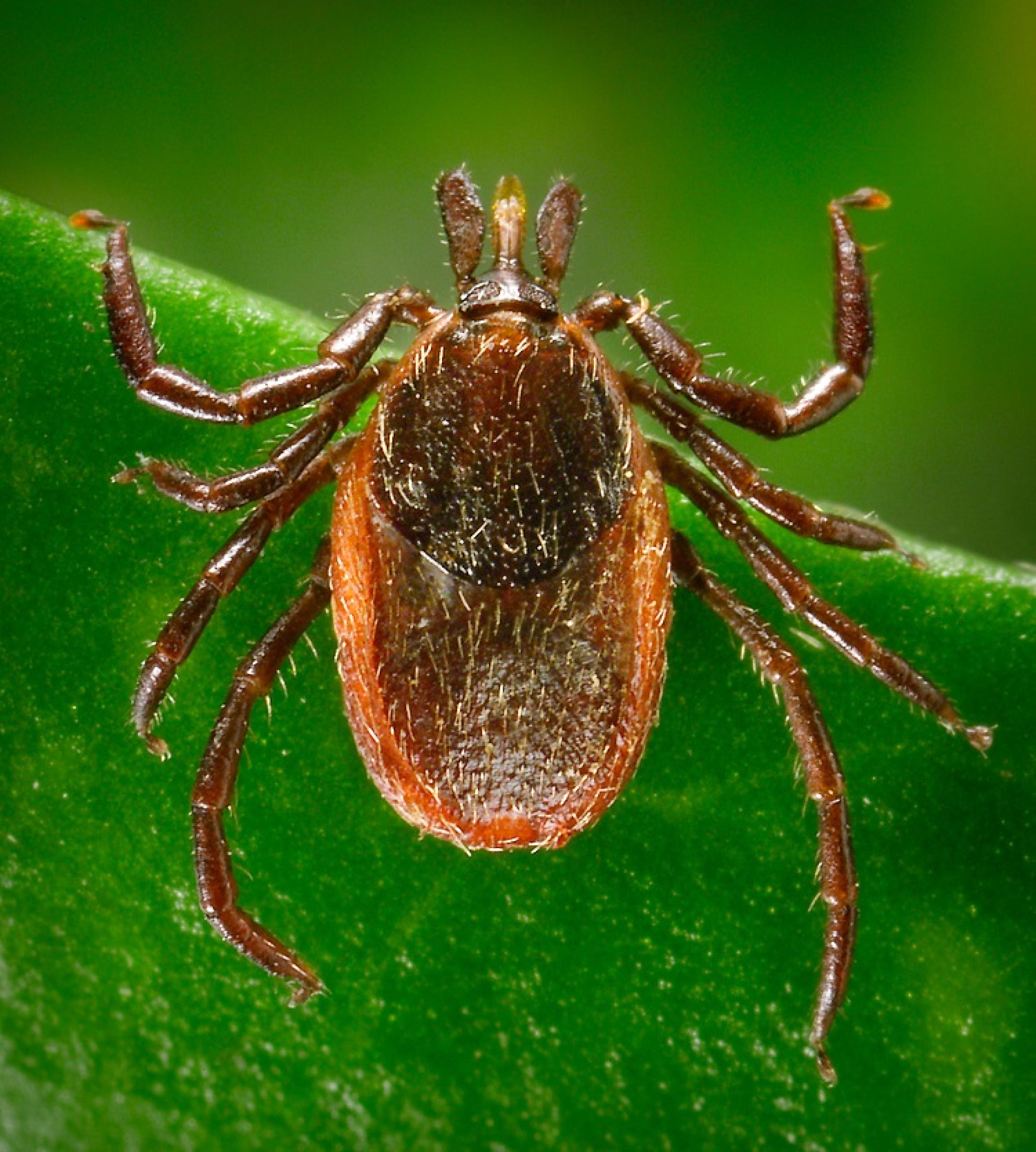 A photo of an adult female western blacklegged tick.