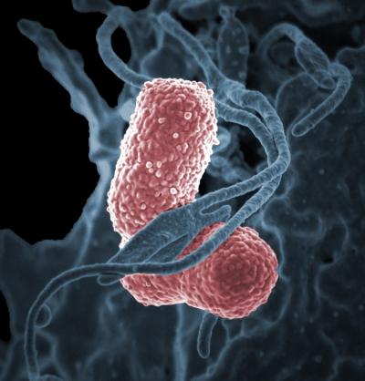 A human neutrophil interacting with Klebsiella pneumoniae (pink), a multidrug–resistant bacterium that causes severe hospital infections.