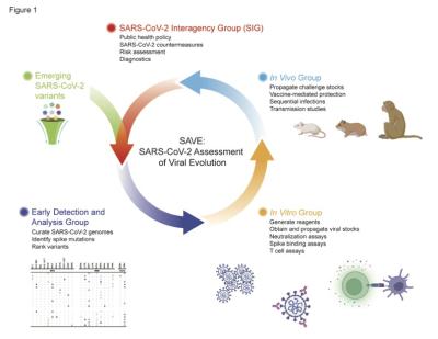 This illustration shows the workflow for the various group experts.