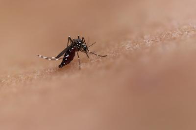 This image shows a photo of an Aedes mosquito feeding. This species can transmit diseases such as chikungunya, dengue and Zika. 