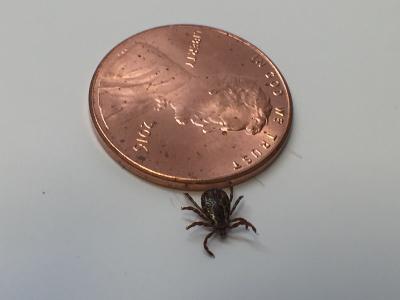 A male adult dog tick, or Dermacentor variabilis, is shown crawling over a penny to show the tick's small size. Dog ticks can transmit the pathogen that causes tularemia.