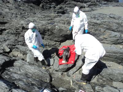 three people dressed in protective gear collect sample from deceased seabird