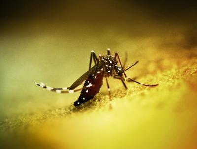 Colorized image of an Aedes mosquito. This species can transmit multiple diseases.