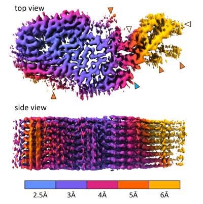 This 3-D cryo-electron microscopic density map shows the layered structure of a short segment of a chronic wasting disease prion from the top and side. The different colors represent differences in resolution within the structure. 