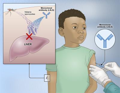 This image shows how an experimental monoclonal antibody, injected in the arm, works to fight infection in the liver from the parasite that causes malaria.