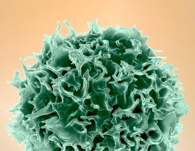 A colorized scanning electron micrograph of a healthy T lymphocyte (green), also known as a T cell.