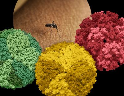 An Aedes mosquito is shown with colorized 3D renderings of dengue (green), zika (yellow), and chikungunya (red) virus capsids.