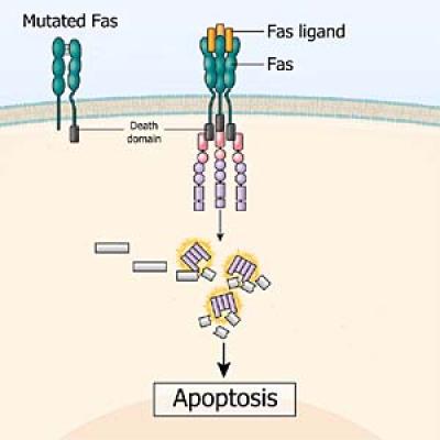 Illustration of fas protein.