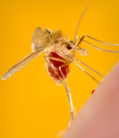 Photograph a Phlebotomus papatasi sand fly.