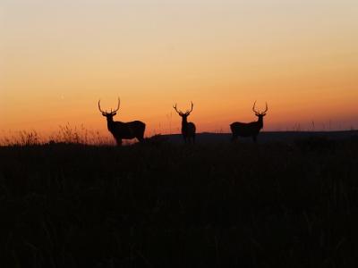 Three healthy bull elk during the fall 2018 rut in central Montana