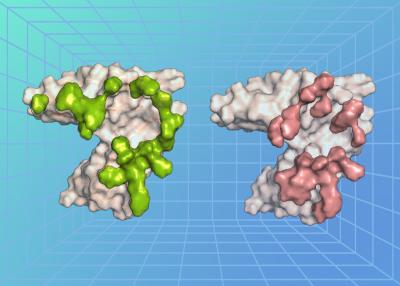 3D models of two proteins side-by-side, one gray with green and the other gray with pink, on a blue background with a grid pattern