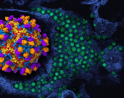 On the left is a 3D rendering of enterovirus D68 (viral proteins red, yellow, blue) with human monoclonal antibody EV68-228 (orange/purple). To the right in the background is a colorized transmission electron micrograph of enterovirus D68 virus particles (green).