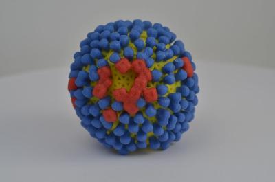 3D print of influenza virus.