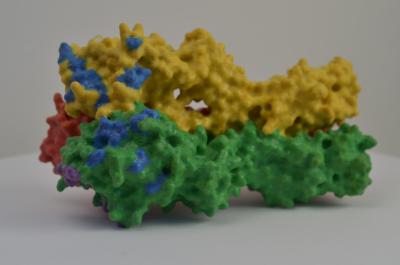 3D print of hemagglutinin (HA), one of the proteins found on the surface of influenza virus that enables the virus to infect human cells. In this model, blue and purple denote areas where mutations can change the ability of the virus to attach to host cells and cause infection.