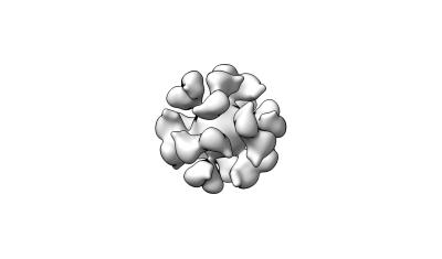 A cryoelectron microscopic reconstruction model of the EBV gp350-ferritin nanoparticle.