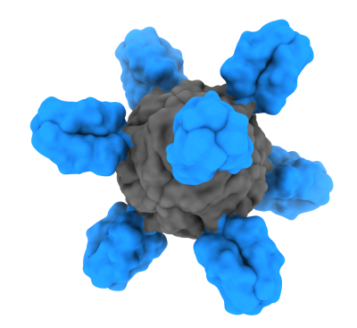 Model of the H1ssF nanoparticle.