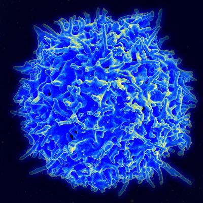 Human T cell