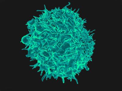 Electron micrograph of a human T cell