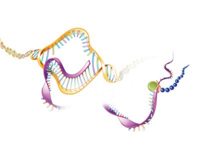 Illustration of DNA transcription into RNA and RNA translation into a protein.