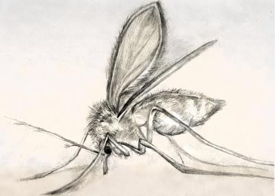 A sketch drawing of a sand fly