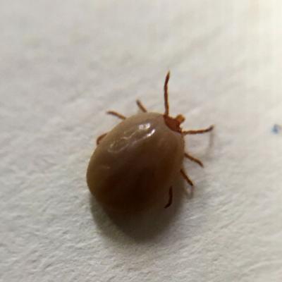 An engorged adult female deer tick