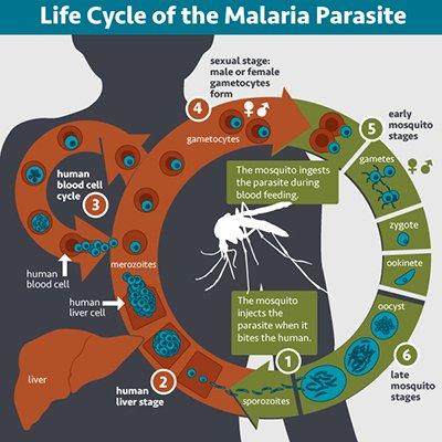 Life cycle of the malaria parasite