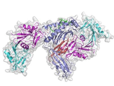 illustration of an NK cell receptor