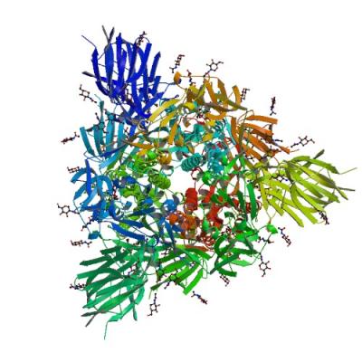 Model of the SARS-CoV-2 spike glycoprotein